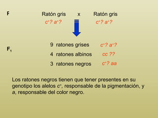 Ratón gris  x  Ratón gris P c + ? a + ?  9  ratones grises 4  ratones albinos 3  ratones negros F 1 c + ? a + ?  Los ratones negros tienen que tener presentes en su genotipo los alelos  c + ,  responsable de la pigmentación, y  a , responsable del color negro. c + ? a + ? cc ??  c + ? aa 