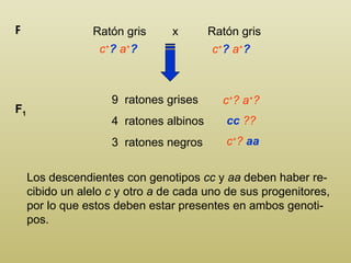 Ratón gris  x  Ratón gris P c + ?  a + ?   9  ratones grises 4  ratones albinos 3  ratones negros F 1 c + ? a + ?  Los descendientes con genotipos  cc  y  aa  deben haber re-cibido un alelo  c  y otro  a  de cada uno de sus progenitores, por lo que estos deben estar presentes en ambos genoti-pos.  c + ?  a + ? cc  ??  c + ?  aa 