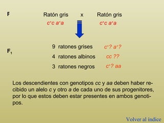 Ratón gris  x  Ratón gris P 9  ratones grises 4  ratones albinos 3  ratones negros F 1 c + ? a + ?  Los descendientes con genotipos  cc  y  aa  deben haber re-cibido un alelo  c  y otro  a  de cada uno de sus progenitores, por lo que estos deben estar presentes en ambos genoti-pos.  cc ??  c + ? aa Volver al índice c + c a + a  c + c a + a 
