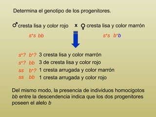 Determina el genotipo de los progenitores. Del mismo modo, la presencia de individuos homocigotos  bb  entre la descendenc...