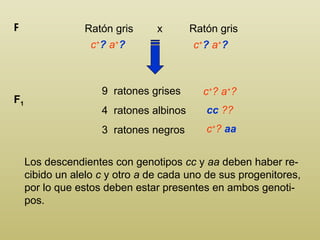 Ratón gris  x  Ratón gris P c + ?  a + ?   9  ratones grises 4  ratones albinos 3  ratones negros F 1 c + ? a + ?  Los des...