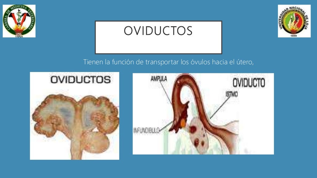 Patologias de los oviductos