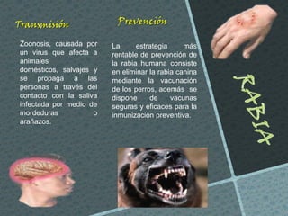 Transmisión
Zoonosis, causada por
un virus que afecta a
animales
domésticos, salvajes y
se propaga a las
personas a través del
contacto con la saliva
infectada por medio de
mordeduras
o
arañazos.

Prevención
La
estrategia
más
rentable de prevención de
la rabia humana consiste
en eliminar la rabia canina
mediante la vacunación
de los perros, además se
dispone
de
vacunas
seguras y eficaces para la
inmunización preventiva.

 
