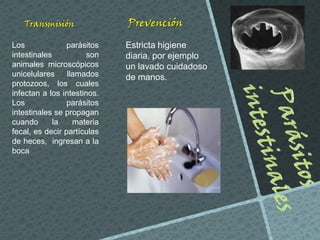 Transmisión
Los
parásitos
intestinales
son
animales microscópicos
unicelulares
llamados
protozoos, los cuales
infectan a los intestinos.
Los
parásitos
intestinales se propagan
cuando
la
materia
fecal, es decir partículas
de heces, ingresan a la
boca

Prevención
Estricta higiene
diaria, por ejemplo
un lavado cuidadoso
de manos.

 