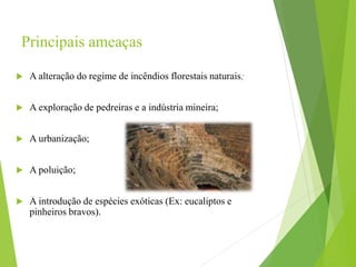 Principais ameaças
 A alteração do regime de incêndios florestais naturais;
 A exploração de pedreiras e a indústria mineira;
 A urbanização;
 A poluição;
 A introdução de espécies exóticas (Ex: eucaliptos e
pinheiros bravos).
 
