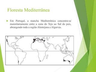 Floresta Mediterrânea
 Em Portugal, a mancha Mediterrânica concentra-se
maioritariamente entre a zona do Tejo ao Sul do país,
abrangendo toda a região Alentejana e Algarvia.
 