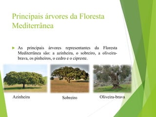Principais árvores da Floresta
Mediterrânea
 As principais árvores representantes da Floresta
Mediterrânea são: a azinheira, o sobreiro, a oliveira-
brava, os pinheiros, o cedro e o cipreste.
Azinheira Sobreiro Oliveira-brava
 