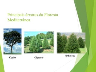 Principais árvores da Floresta
Mediterrânea
Cedro Cipreste
Pinheiros
 