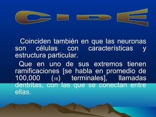 Coinciden también en que las neuronas
son células con características y
estructura particular.
Que en uno de sus extremos tienen
ramificaciones [se habla en promedio de
100,000 (18) terminales], llamadas
dentritas, con las que se conectan entre
ellas.
 