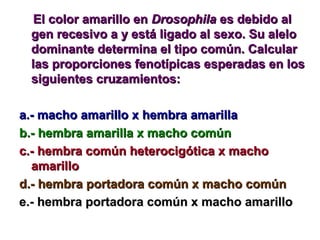 EEll ccoolloorr aammaarriilllloo eenn DDrroossoopphhiillaa eess ddeebbiiddoo aall 
ggeenn rreecceessiivvoo aa yy eessttáá lliiggaaddoo aall sseexxoo.. SSuu aalleelloo 
ddoommiinnaannttee ddeetteerrmmiinnaa eell ttiippoo ccoommúúnn.. CCaallccuullaarr 
llaass pprrooppoorrcciioonneess ffeennoottííppiiccaass eessppeerraaddaass eenn llooss 
ssiigguuiieenntteess ccrruuzzaammiieennttooss:: 
aa..-- mmaacchhoo aammaarriilllloo xx hheemmbbrraa aammaarriillllaa 
bb..-- hheemmbbrraa aammaarriillllaa xx mmaacchhoo ccoommúúnn 
cc..-- hheemmbbrraa ccoommúúnn hheetteerroocciiggóóttiiccaa xx mmaacchhoo 
aammaarriilllloo 
dd..-- hheemmbbrraa ppoorrttaaddoorraa ccoommúúnn xx mmaacchhoo ccoommúúnn 
ee..-- hheemmbbrraa ppoorrttaaddoorraa ccoommúúnn xx mmaacchhoo aammaarriilllloo 
 