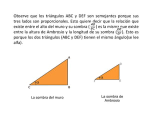 Observe que los triángulos ABC y DEF son semejantes porque sus
tres lados son proporcionales. Esto quiere decir que la relación que
existe entre el alto del muro y su sombra ( ) es la misma que existe
entre la altura de Ambrosio y la longitud de su sombra ( ). Esto es
porque los dos triángulos (ABC y DEF) tienen el mismo ángulo(se lee
alfa).
La sombra del muro La sombra de
Ambrosio
 
