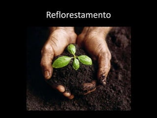 Reflorestamento
 
