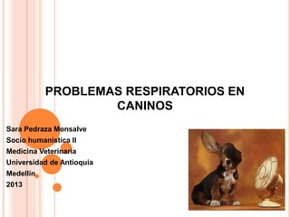 PROBLEMAS RESPIRATORIOS EN
CANINOS
Sara Pedraza Monsalve
Socio humanística II
Medicina Veterinaria
Universidad de Antioquia
Medellín
2013
 