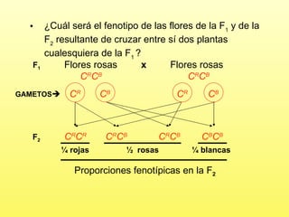 ¿ C uál será el fenotipo de las flores de la F 1  y de la F 2  resultante de cruzar entre sí dos plantas cualesquiera de la F 1   ? Flores rosas Flores rosas x GAMETOS  C R C B C R C B C R C R C B C B C R C B C R C B F 1 F 2 ¼ blancas ¼ rojas ½  rosas Proporciones fenotípicas en la F 2 C R C B C R C B 
