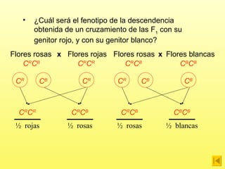 ¿C uál será el fenotipo de la descendencia obtenida de un cruzamiento de las F 1  con su genitor rojo, y con su genitor blanco? C R C B C R C R C R C R C R C B ½  rojas ½  rosas C R C B C B C B C R C B C B C B Flores blancas ½  rosas ½  blancas Flores rosas Flores rosas Flores rojas x x C R C B C R C R C B C B 