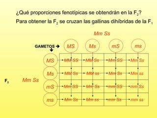 GAMETOS     MM SS Mm Ss Mm Ss MM Ss Mm SS Mm Ss MM Ss   MM ss   Mm Ss Mm ss   Mm SS Mm Ss mm SS mm Ss   Mm Ss   Mm ss   mm Ss   mm ss   Para obtener la F 2  se cruzan las gallinas dihíbridas de la F 1 ¿Qué proporciones fenotípicas se obtendrán en la F 2 ? F 2 MS Ms mS ms MS Ms mS ms 