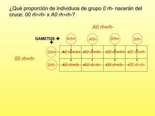 ¿Qué proporción de individuos de grupo  0 rh-  nacerán del cruce:  00 rh + rh-  x  A0 rh + rh- ? A0 rh + rh- GAMETOS     A0 rh + rh + A0 rh + rh- A0 rh + rh- A0 rh-rh- 00 rh + rh + 00 rh + rh- 00 rh + rh- 00 rh-rh- 00 rh + rh- Arh + Arh- 0rh + 0rh- 0rh + 0rh- 