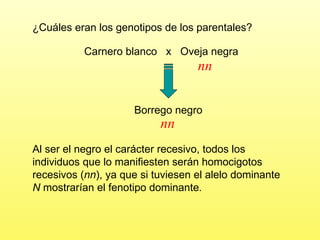 Carnero blanco  x  Oveja negra ¿Cuáles eran los genotipos de los parentales?  Borrego negro Al ser el negro el carácter recesivo, todos los individuos que lo manifiesten serán homocigotos recesivos ( nn ), ya que si tuviesen el alelo dominante  N  mostrarían el fenotipo dominante . nn nn 
