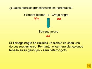 Carnero blanco  x  Oveja negra ¿Cuáles eran los genotipos de los parentales?  Borrego negro El borrego negro ha recibido un alelo  n  de cada uno de sus progenitores. Por tanto, el carnero blanco debe tenerlo en su genotipo y será heterocigoto. nn Nn nn 