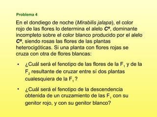 En el dondiego de noche ( Mirabilis jalapa ), el color rojo de las flores lo determina el alelo  C R , dominante incompleto sobre el color blanco producido por el alelo  C B , siendo rosas las flores de las plantas heterocigóticas. Si una planta con flores rojas se cruza con otra de flores blancas : ¿ C uál será el fenotipo de las flores de la F 1  y de la F 2  resultante de cruzar entre sí dos plantas cualesquiera de la F 1   ? ¿C uál será el fenotipo de la descendencia obtenida de un cruzamiento de las F 1  con su genitor rojo, y con su genitor blanco? Problema 4 