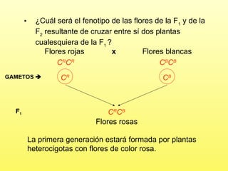 ¿ C uál será el fenotipo de las flores de la F 1  y de la F 2  resultante de cruzar entre sí dos plantas cualesquiera de la F 1   ? Flores blancas Flores rojas x GAMETOS    F 1 C R C B Flores rosas C R C R C B C B La primera generación estará formada por plantas heterocigotas con flores de color rosa. C R C B 