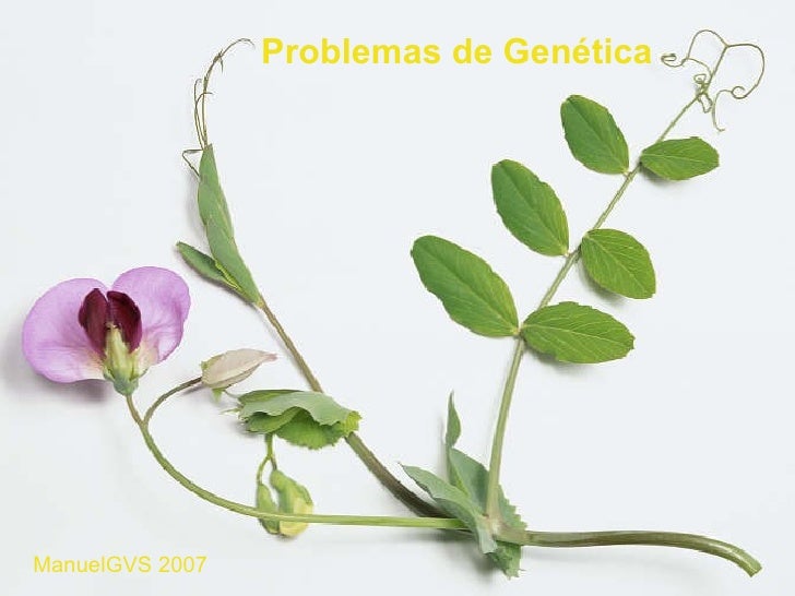 Problemas Genetica Resueltos 4 Eso Problemas resueltos
