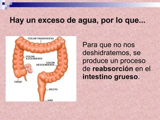 Hay un exceso de agua, por lo que... Para que no nos deshidratemos, se produce un proceso de  reabsorción  en el  intestino grueso .   