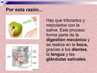 Por esta razón... Hay que triturarlos y mezclarlos con la saliva. Este proceso forma parte de la  digestión mecánica  y se realiza en la  boca,  gracias a los  dientes , la  lengua  y las  glándulas salivales .  