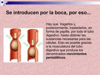 Se introducen por la boca, por eso... Hay que  tragarlos y, posteriormente, trasladarlos, en forma de papilla, por todo el tubo digestivo, hasta obtener las sustancias necesarias para las células. Esto es posible gracias a la musculatura del tubo digestivo que produce los denominados  movimientos peristálticos. 