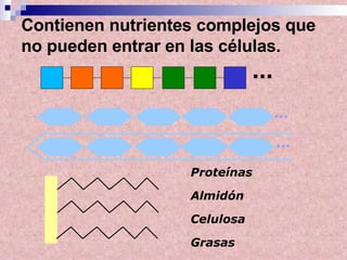... ... Contienen nutrientes complejos que no pueden entrar en las células. Proteínas Almidón Celulosa Grasas ... 