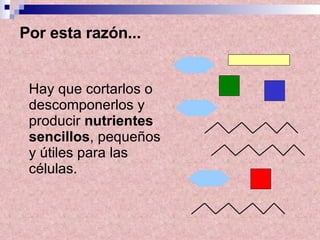 Hay que cortarlos o descomponerlos y producir  nutrientes   sencillos , pequeños y útiles para las células.   Por esta razón...   