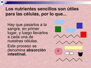 Los nutrientes sencillos son útiles para las células, por lo que...   Hay que pasarlos a la sangre, en primer lugar, y luego llevarlos a cada una de nuestras células. Este proceso se denomina  absorción intestinal. B 