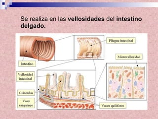 Se realiza en las  vellosidades  del  intestino delgado.   