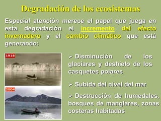Degradación de los ecosistemas
Especial atención merece el papel que juega en
esta degradación el incremento del efecto
invernadero y el cambio climático que está
generando:
 Disminución de los
glaciares y deshielo de los
casquetes polares
 Subida del nivel del mar
 Destrucción de humedales,
bosques de manglares, zonas
costeras habitadas
 