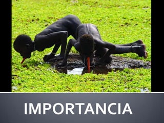 IMPORTANCIA