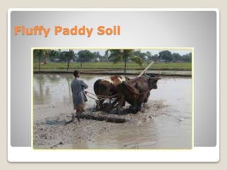 Fluffy Paddy Soil
 
