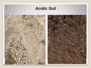 Acidic soil
Acidic Soil
 