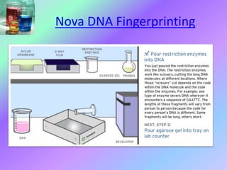 Nova DNA Fingerprinting
 