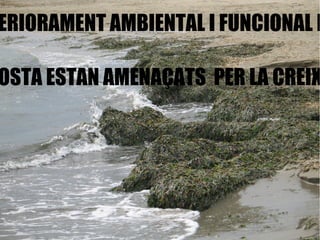 ES PRODUEIX UN CREIXENT DETERIORAMENT AMBIENTAL I FUNCIONAL DEL PATRIMONI NATURAL LITORAL. MOLTS ESPAIS LLIURES DE LA COSTA ESTAN AMENAÇATS  PER LA CREIXENT PRESSIÓ HUMANA. 