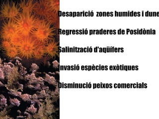 Desaparició  zones humides i dunes Regressió praderes de Posidònia Salinització d'aqüífers Invasió espècies exòtiques Disminució peixos comercials 