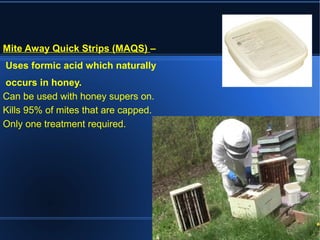 Mite Away Quick Strips (MAQS) –
Uses formic acid which naturally
occurs in honey.
Can be used with honey supers on.
Kills 95% of mites that are capped.
Only one treatment required.
 