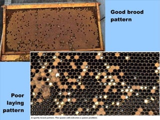 Poor Brood Pattern Problems on the Horizon (beekeeping) | PDF