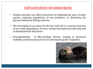 EXPLOITATION OF RESOURCES
• Fishing activities can affect ecosystems by depleting the prey of other
species, reducing populations of top predators, or disrupting the
physical habitat by fishing activities.
• The harvesting of sea otters for the fur trade led to a massive increase
in sea urchin populations .In turn, urchins decimated juvenile kelp and
so diminished the kelp forest.
• Overexploitation of filter-feeding Oysters, leading to increased
turbidity and decreased survival of submerged aquatic vegetation.
 