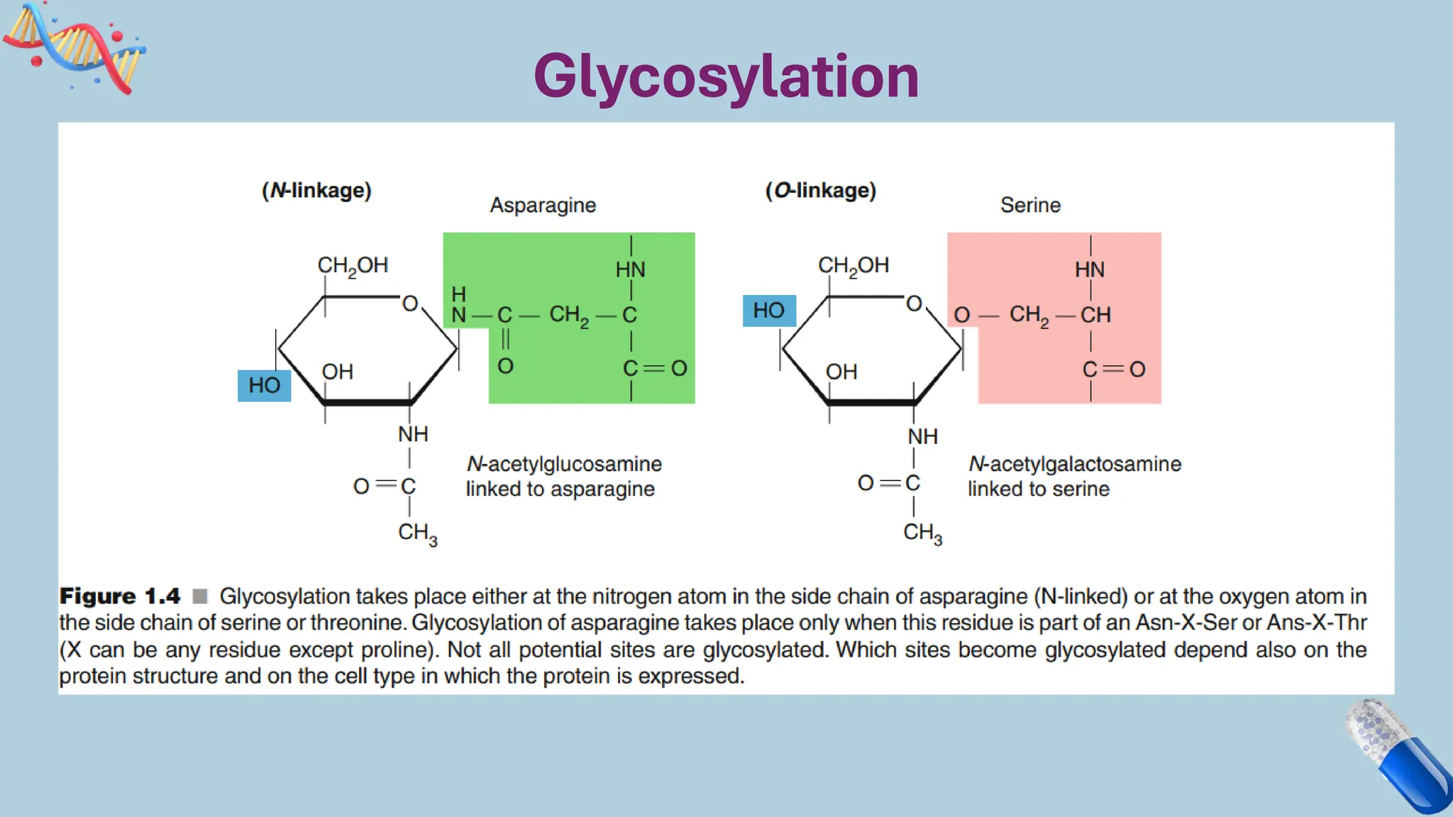 Glycosylation
 