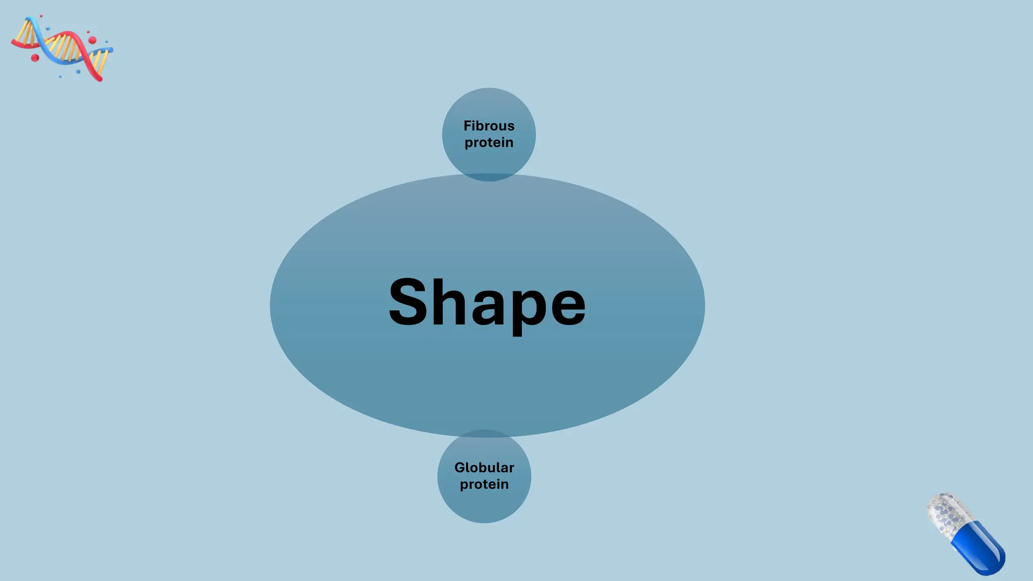 Shape
Fibrous
protein
Globular
protein
 