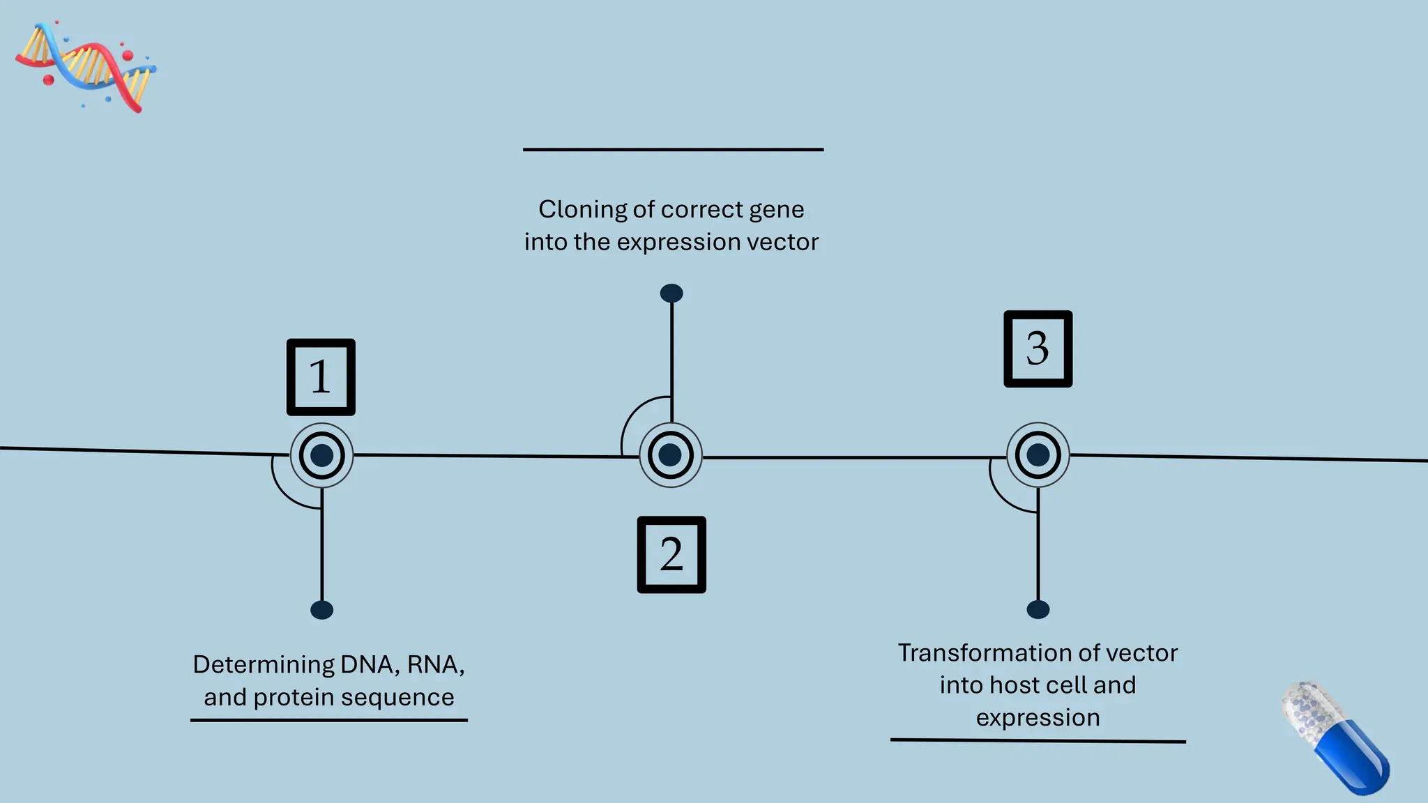 1
Determining DNA, RNA,
and protein sequence
3
2
Cloning of correct gene
into the expression vector
Transformation of vector
into host cell and
expression
 