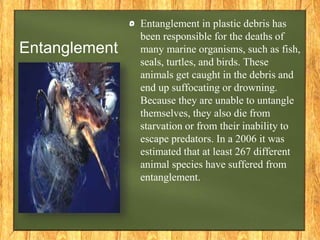 Entanglement
Entanglement in plastic debris has
been responsible for the deaths of
many marine organisms, such as fish,
seals, turtles, and birds. These
animals get caught in the debris and
end up suffocating or drowning.
Because they are unable to untangle
themselves, they also die from
starvation or from their inability to
escape predators. In a 2006 it was
estimated that at least 267 different
animal species have suffered from
entanglement.
 