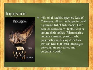 Ingestion
44% of all seabird species, 22% of
Cetaceans, all sea turtle species, and
a growing list of fish species have
been documented with plastic in or
around their bodies. When marine
animals consume plastic trash,
presumably mistaking it for food,
this can lead to internal blockages,
dehydration, starvation, and
potentially death.
 