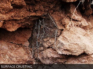SURFACE CRUSTING
 
