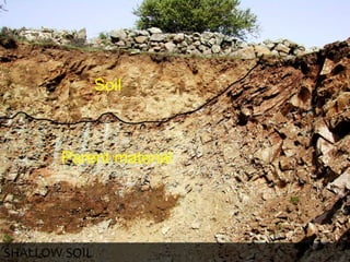 SHALLOW SOIL
 
